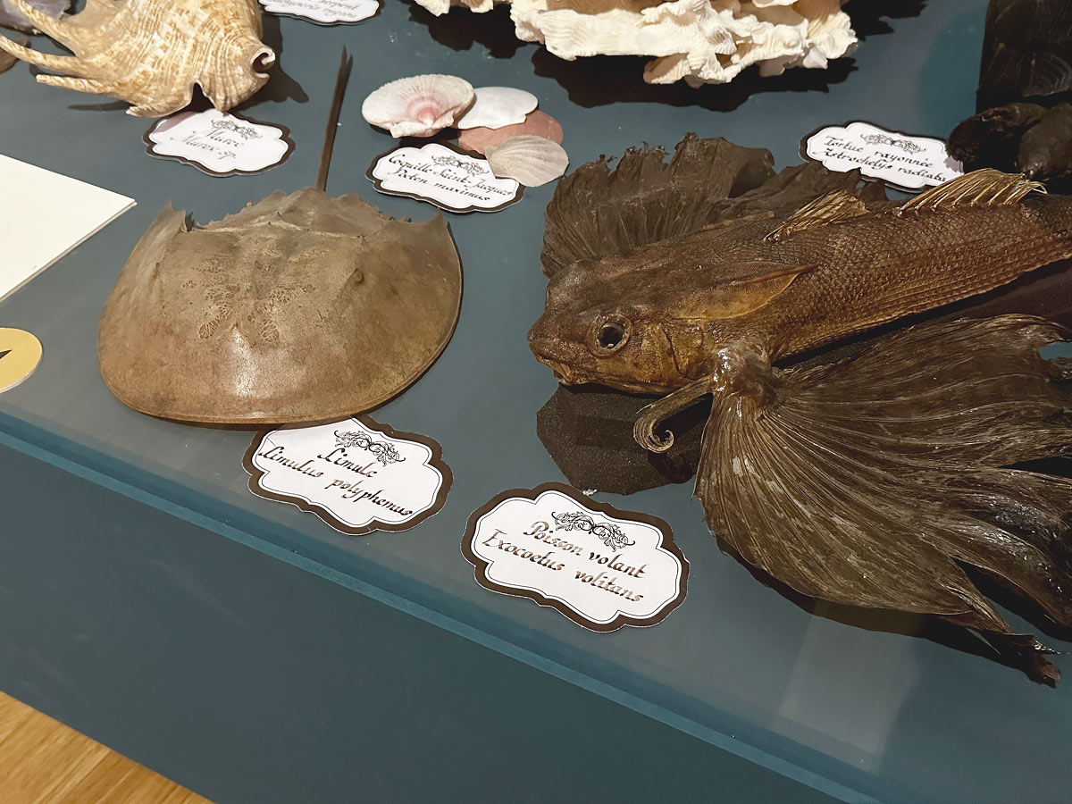 JAMAIS TROP ROCOCO !